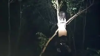 pohon Togel sekarang jadi sarang kuntilanak