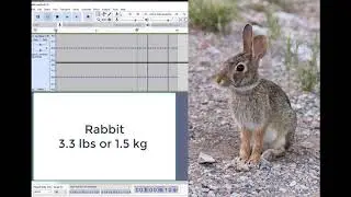 Comparative Heart Rate Sonograms and sounds.