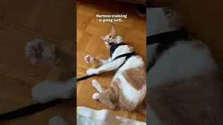 Harness training is going well...