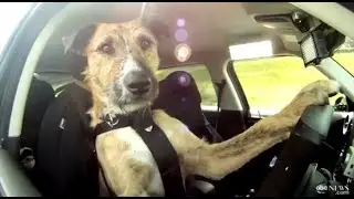 Best Dog Commercials - The One Club for Creativity