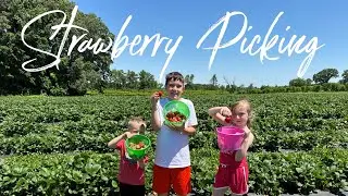 Strawberry Picking 2024 (Jones&rsquo; Orchard Millington TN)