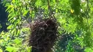 GREATER THORNBIRD SINGING, (PHACELLODOMUS RUBER), GRAVETEIRO, Nesting: Bird Engineering.