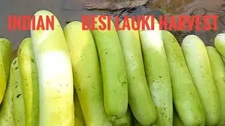 Indian 🇮🇳 Desi lauki harvest #lauki #lauki