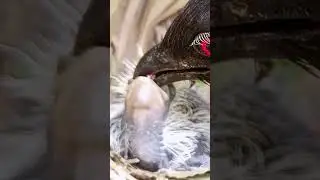 Greater coucal bird feeding her babies (P 5) #shorts #shortsvideo #youtubeshorts #viral #short