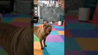 Aurora-Universal Canine All Stars 🌟