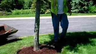 The Lawn Ranger, how to install mulch tree rings, part 3