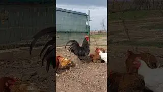 9 month old Blue Australorp rooster