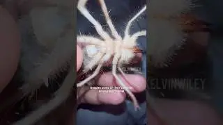 Странное паукообразное существо!!!