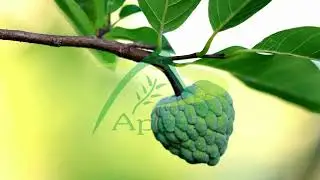 Custard Apple Juice Powder | Exporters from India | Apex International