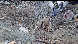 Second Chick Hatched! Female Feeds Two Osprey Chicks At Savannah Nest – April 16, 2021