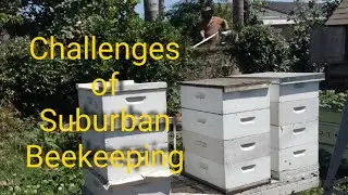 Gentle bees are crucial for the suburban backyard beekeeper