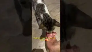 Feeding #stray #cat an Act of #kindness #humanity #charity #help #fyp #foryou #viral #trending #dog