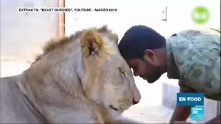 La moda de los grandes felinos dom&eacute;sticos en Pakist&aacute;n