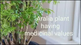 Aralia plant care and it's health benefits