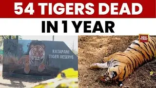54 Tigers Dead in MP This Year: Alarm Over Ratapani Sanctuary & Project Tiger | India Today News