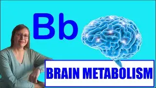 B &mdash; базовый метаболизм мозга | Азбука нейронауки