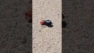 la timarca mangia un pezzo di pomodoro
