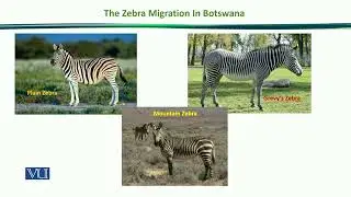 The Zebra Migration in Botswana | Principles of Animal Ecology | ZOO507_Topic180
