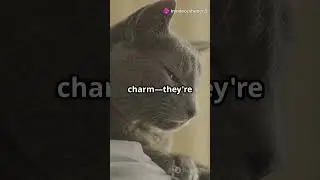 Cats: The Ultimate Feline Frenzy! #animals #cats