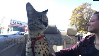 Capone and a mini car ride !!!