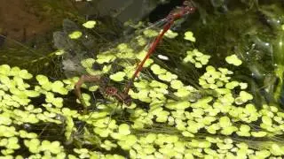 Red Damselfly - Pyrrhosoma nymphula - laying eggs - Meyjarfluga - Glermeyjar - Flugur - Skord&yacute;r