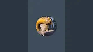 Bushytail Squirrel took food from my hand!!