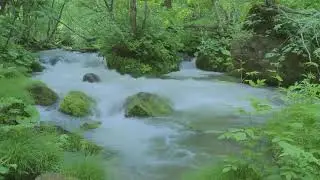 Relax 8 Hours - Birds Signing and Water Sounds - Relaxing Nature Sounds
