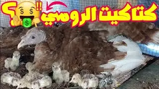 كتاكيت الرومي🤑/فقس بيض انثى الديك الرومي الاحمر .. ؟