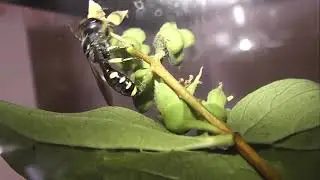 ИНСЕКТАРИЙ: 130. Большая Толстоголовая Оса (Ectemnius fossorius)