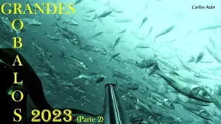 Grandes Robalos 2023 (Parte 2)
