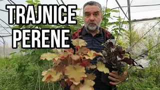 Trajnice ili perene-Veronika-Heuchera-Sedumi