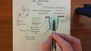 The Histology of the Stomach Wall Part 1