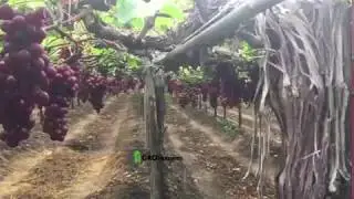 Grape Vine - The GRO Nutrients Effect