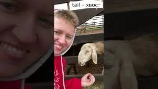 Мама, а как это будет? Fat-tailed ram, tail.