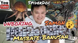 UNBOXING: MASBATE Banusan at SAMON. TEST FIGHT ng mga Gagambang Masbate. Spider Fight.
