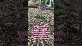 Watch as the beautiful flower closes at sunset over time-lapse.
