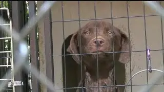 Youngstown ordinance gives dogs relief during summer heat