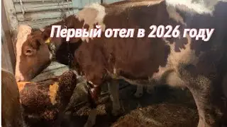 Первый отел в 2026 году