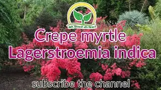 Lagerstroemia indica || Crepes Myrtle || @KhetiBadiTV