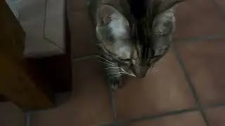 Feeding Chrissy The Brown Tabby Cat Treats Hidden Toy Mouse Cool Cats 