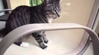 Cat smells something stinky!