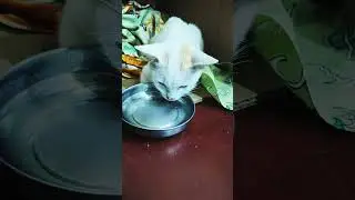 Cute cat #niice#love#ytshorts #ytshortsindia#love#viral