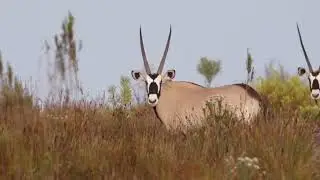 Goats Window Experience Video (1080 x 1080 px) (Video).mp4