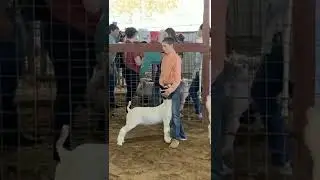 My show goats