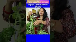 Papaya leaf curl disease #Virus #plantdisease #papaya