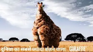 Most heavy Giraffe|Giraffe vs lion video Giraffe vs tiger videoDangerous Giraffe video