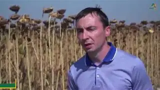 Ce spun fermierii despre PLYAMINOL de la AGRO-EST Muntenia