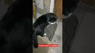 #cats #cat cat new👍🔔!!!!!!! #shorts  #shortvideo .