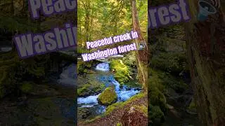 Enjoy the sounds of nature ASMR #pacificnorthwest #asmr #creek