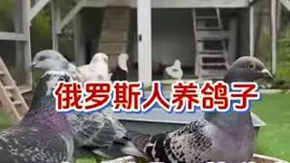 #养鸽子技巧 #养鸽人